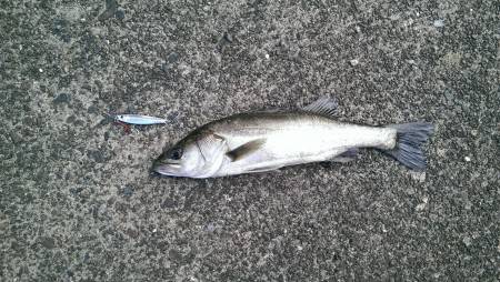 岸壁ジギング初釣果